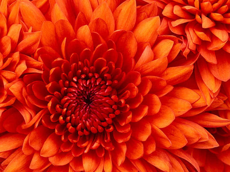 Datei:S59Oppolzer Chrysanthemum.jpg